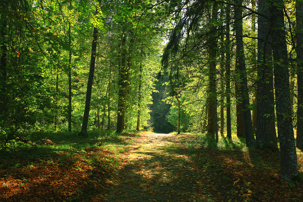 forest.jpg