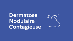 dermatose_nodulaire.png