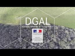 dgal.jpg