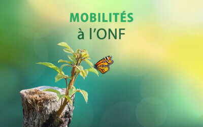 OFFICE NATIONAL DES FORETS (ONF)